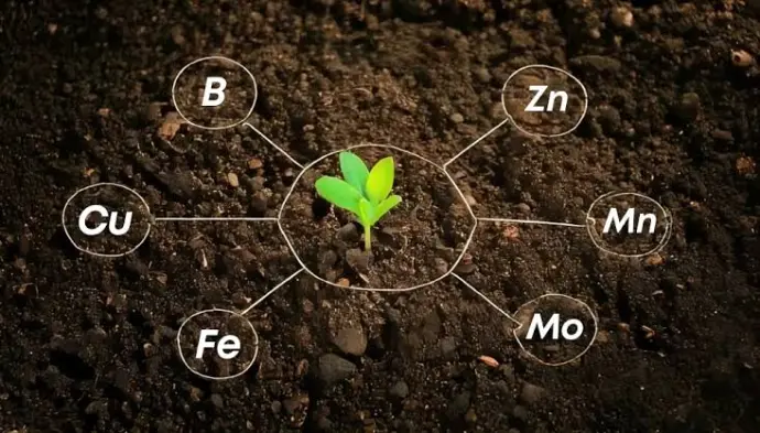micronutrients